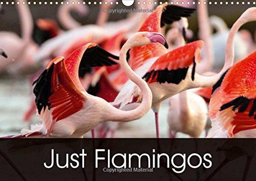 Just Flamingos 2016: Flamingos - Beautiful and Colourful Waders (Calvendo Animals) Mathematics