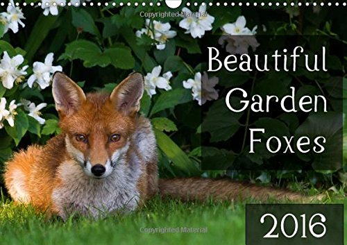 Beautiful Garden Foxes 2016 2016: A glimpse into a secret world (Calvendo Animals) Mathematics