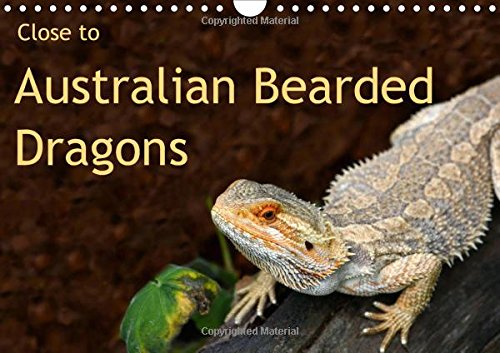 Close to Australian Bearded Dragons 2016: Fantastic close-up photography of beautiful Australian Bearded Dragons. The big lizards with personalities. (Calvendo Animals) Mathematics