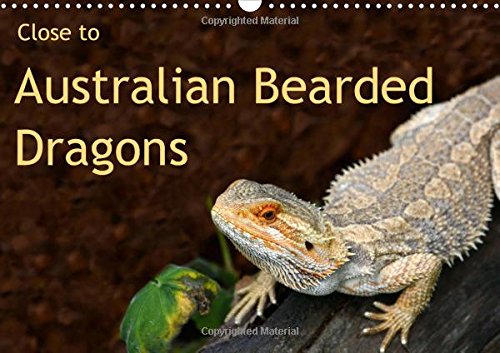 Close to Australian Bearded Dragons 2016: Fantastic close-up photography of beautiful Australian Bearded Dragons. The big lizards with personalities. (Calvendo Animals) Mathematics