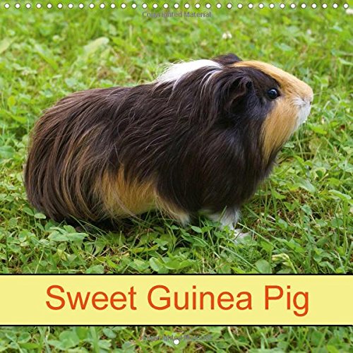 Sweet Guinea Pig 2016: Rodents and Pets (Calvendo Animals) Pets