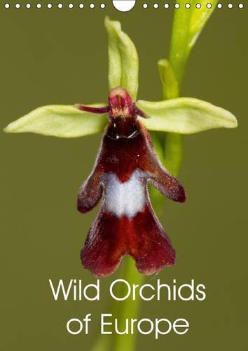 Wild Orchids of Europe 2016: Beautiful photos of wild orchids found in Europe (Calvendo Nature) Mathematics