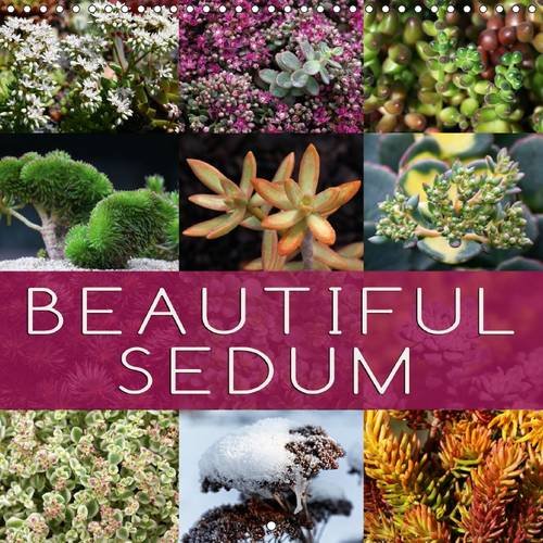 Beautiful Sedum 2016: Portraits of beautiful Sedum varieties (Calvendo Nature) Garden & Plants