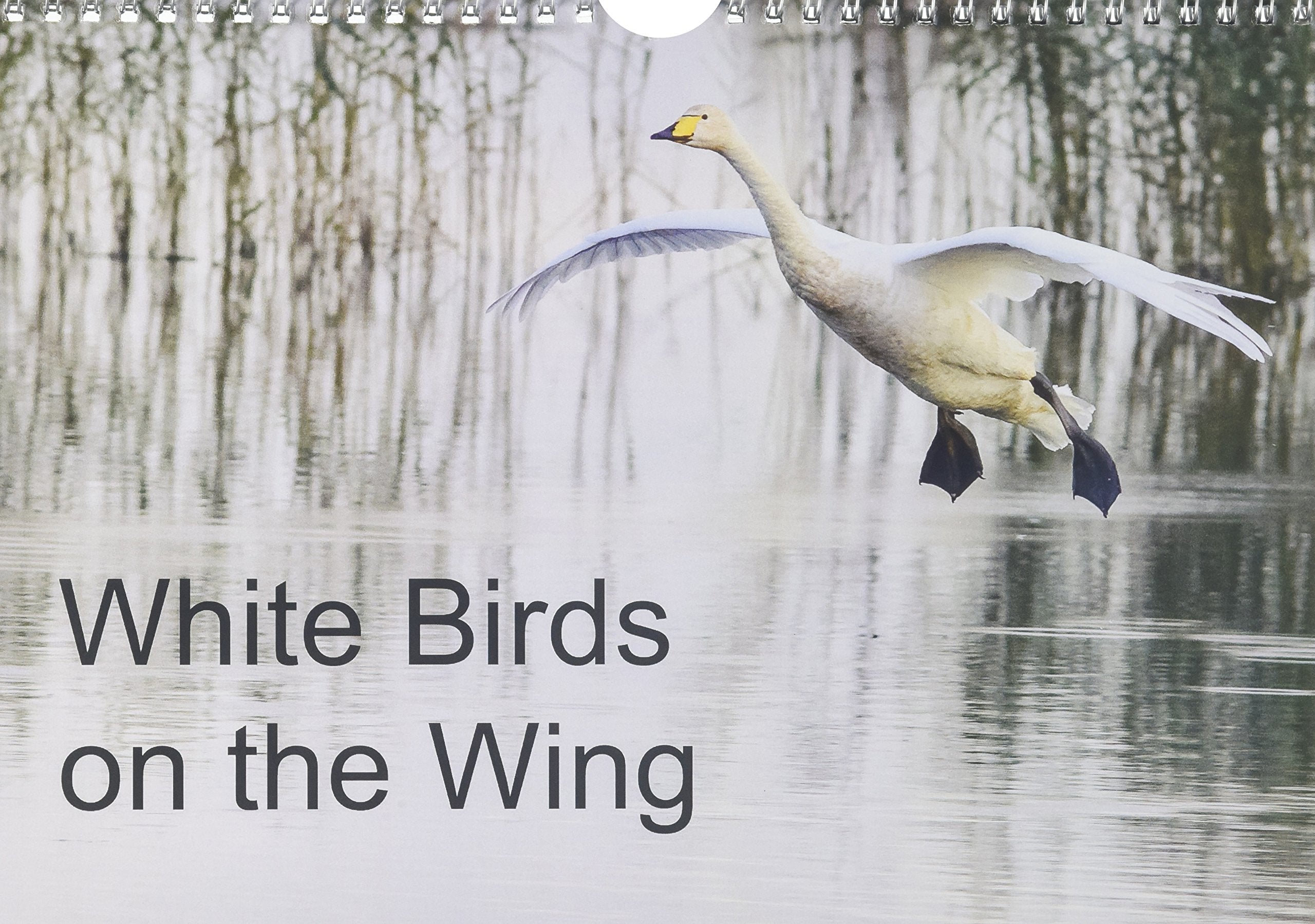 White Birds on the Wing 2016: Beautiful photographs of white birds in flight. (Calvendo Nature) Photography