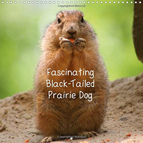 Fascinating Black-Tailed Prairie Dog 2016: The lively black-tailed prairie dog is a member of the squirrel family and lives normally in small colonies. (Calvendo Nature) Photography