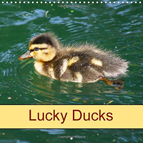 Lucky Ducks 2016: Bird and Animal (Calvendo Animals) Pets