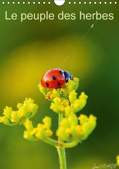 Le peuple des herbes 2016: Photos d'insectes (Calvendo Nature) Photography