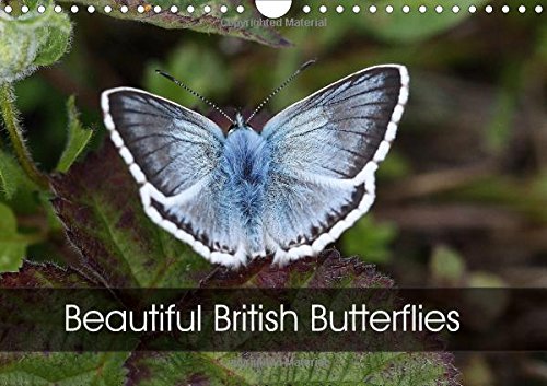 Beautiful British Butterflies 2016: Evoking British butterflies at their finest (Calvendo Nature) Mathematics