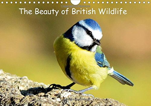The Beauty of British Wildlife 2016: 12 Beautiful Wildlife Photos (Calvendo Animals) Photography
