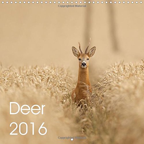 Deer 2016 2016: Deer in the UK (Calvendo Animals) Photography