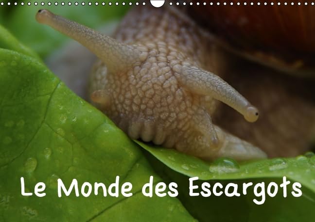 Le Monde des Escargots 2016: Escargots dans notre paysage (Calvendo Nature) Film, Art & Culture