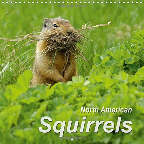 North American Squirrels 2016: Lively squirrels in the steppes, tundra and mountains of North America (Calvendo Animals) Mathematics