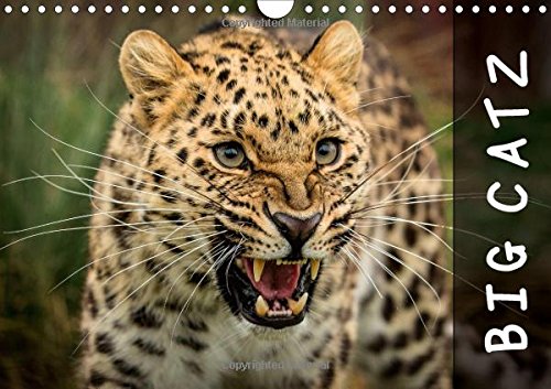 Big Catz 2016: A calendar featuring some of the worlds most beautiful and rarest big cats (Calvendo Nature) Mathematics