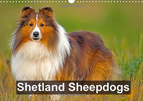 Shetland Sheepdogs 2016: Beautifully photographed portraits showcasing Shetland Sheepdogs also known as the Little Collie. (Calvendo Animals) Pets