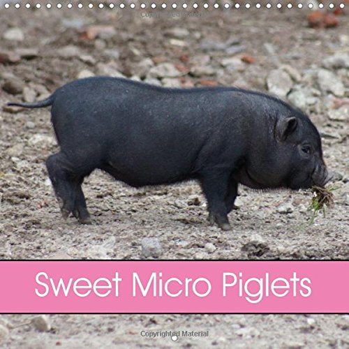 Sweet Micro Piglets 2016: Young Animal (Calvendo Animals) Pets