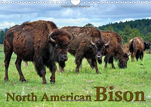 North American Bison 2016: The Bison or Indian buffalo is the largest mammal on the North American continent. Through the protection of Yellowstone ... of the American West. (Calvendo Animals) Mathematics