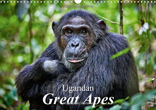 Ugandan Great Apes 2016: Photographs of wild chimpanzees and mountain gorillas (Calvendo Animals) Mathematics
