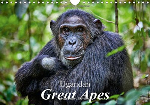 Ugandan Great Apes 2016: Photographs of wild chimpanzees and mountain gorillas (Calvendo Animals) Mathematics