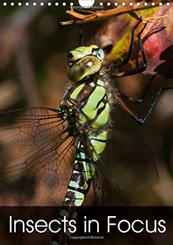 Insects in Focus 2016: Twelve beautiful photographs of insects (Calvendo Nature) Travel Books