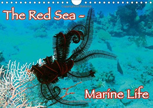 The Red Sea - Marine Life 2016: Underwater photography from the Red Sea - Enjoy it. (Calvendo Places) Mathematics