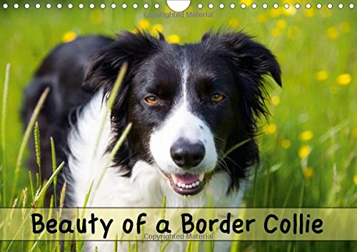 Beauty of a Border Collie 2016: Portraits of a beautiful Border Collie dog in various outdoor locations (Calvendo Animals) Pets
