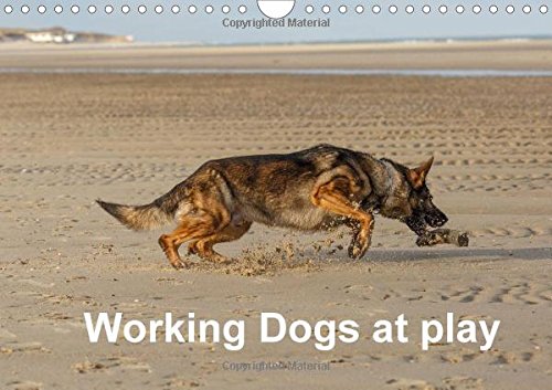 Working Dogs at play 2016: dogs with high energy and power (Calvendo Animals) Pets