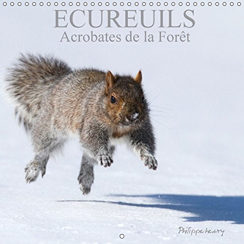 Ecureuils: Acrobates de la forêt. Les écureuils du Québec au fil des quatre saisons. Calendrier mural book