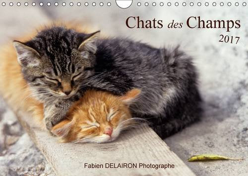 Chats Des Champs 2017: 12 Images De Chats De Campagne (Calvendo Animaux) Film, Art & Culture