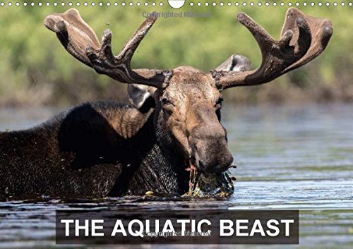 THE Aquatic Beast 2017: Moose in Their Favorite Lakes (Calvendo Animals) Mathematics