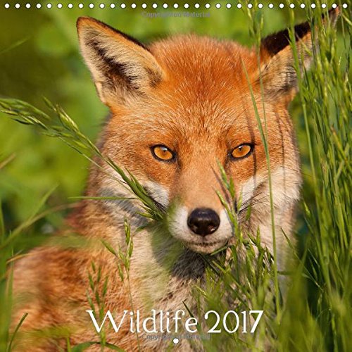 Wildlife 2017 2017: A Collection of Wildlife Photography (Calvendo Animals) Photography