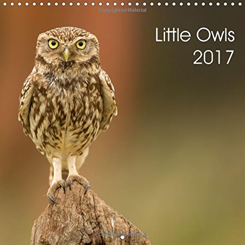 Little Owls 2017: Wild Little Owls (Calvendo Animals) Photography