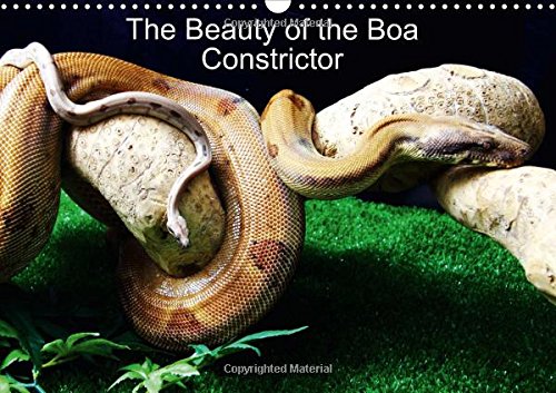 The Beauty of the Boa Constrictors 2017: The Beautiful Colours (Calvendo Animals) Mathematics
