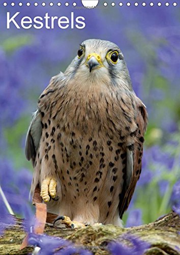 Kestrels 2017: Kestrels on a Fallen Branch (Calvendo Animals) Mathematics