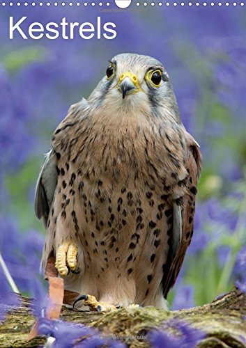 Kestrels 2017: Kestrels on a Fallen Branch (Calvendo Animals) Mathematics