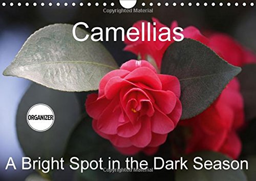 Camellias A Bright Spot in the Dark Season 2017: Extraordinary Flowers in Winter (Calvendo Nature) Garden & Plants