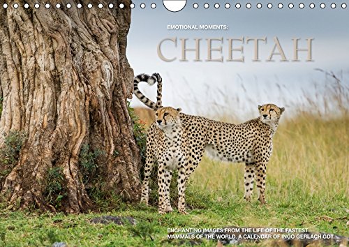 Emotional Moments: Cheetah UK Version 2018: The Fastest Mammal in the World in Breathtaking Images by Ingo Gerlach Gdt. More at WWW.Tierphoto.De (Calvendo Animals) Photography