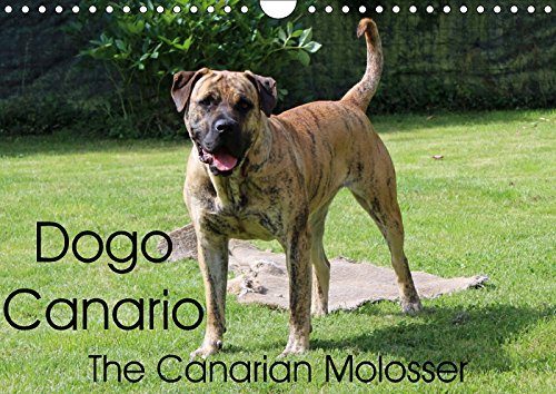 Dogo Canario, the Canarian Molosser (Wall Calendar 2018 DIN A4 Landscape): The Dogo Canario is a Spanish breed, native to the Canary Islands (Birthday calendar, 14 pages ) (Calvendo Animals) Pets
