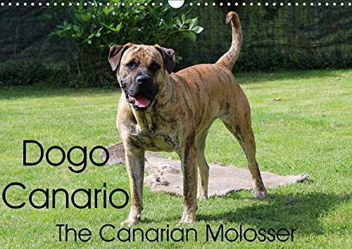 Dogo Canario, the Canarian Molosser (Wall Calendar 2018 DIN A3 Landscape): The Dogo Canario is a Spanish breed, native to the Canary Islands (Birthday calendar, 14 pages ) (Calvendo Animals) Pets