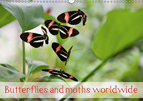 Butterflies and moths worldwide (Wall Calendar 2018 DIN A3 Landscape): Portrait of twelve brightly coloured butterflies from Africa, Asia and South ... calendar, 14 pages ) (Calvendo Animals) Photography
