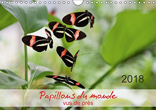 Papillons du monde, vus de près (Calendrier mural 2018 DIN A4 horizontal): Portraits de douze papillons aux couleurs magnifiques, originaires ... ... Et D'amerique Du Sud - Macrophotographie. Film, Art & Culture