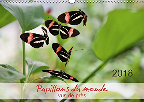 Papillons du monde, vus de près (Calendrier mural 2018 DIN A3 horizontal): Portraits de douze papillons aux couleurs magnifiques, originaires ... ... Et D'amerique Du Sud - Macrophotographie. Film, Art & Culture