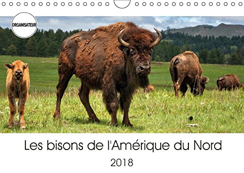 Les bisons de l'Amérique du Nord (Calendrier mural 2018 DIN A4 horizontal): Le bison est le plus grand mammifère sur le continent nord américain. ... ... Mammifere Sur Le Continent Nord Americain. Film, Art & Culture