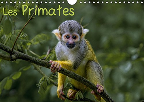 Les Primates (Calendrier mural 2018 DIN A4 horizontal): Retrouvez les portraits des principaux représentant des primates. (Calendrier mensuel, 14 ... Des Principaux Representant Des Primates. Photography