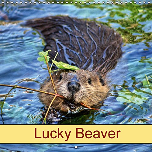 Lucky Beaver (Wall Calendar 2018 300 × 300 mm Square): Rodents and Wild Animals (Monthly calendar, 14 pages ) (Calvendo Animals) Film, Art & Culture