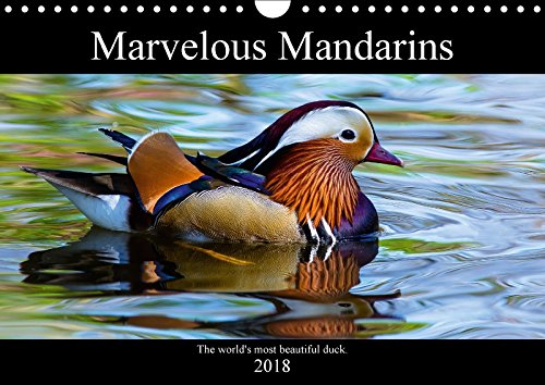 Marvellous Mandarins (Wall Calendar 2018 DIN A4 Landscape): A collection of photos showcasing the extraordinary Mandarin duck. (Monthly calendar, 14 pages ) (Calvendo Nature) Photography