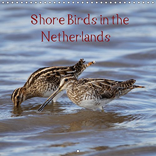 Shore Birds in the Netherlands (Wall Calendar 2018 300 × 300 mm Square): The beauty of our wonderful nature (Monthly calendar, 14 pages ) (Calvendo Animals) Photography