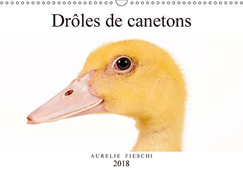 Drôles de canetons (Calendrier mural 2018 DIN A3 horizontal): D'adorables canetons (Calendrier mensuel, 14 Pages ) (Calvendo Animaux) Fieschi, Aurélie Photography