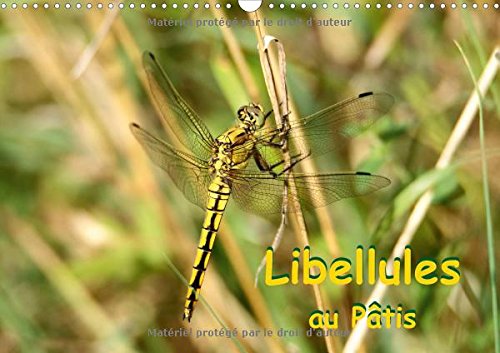 Libellules au Pâtis 2018: Rencontre avec des libellules dans le parc naturel du Pâtis (Calvendo Animaux) Mathematics