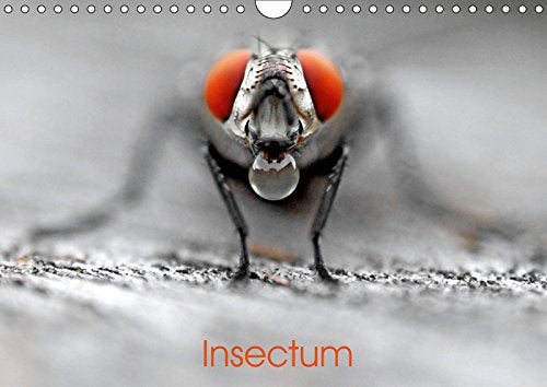 Insectum (Calendrier mural 2019 DIN A4 horizontal): Le monde fantastique des insectes (Calendrier mensuel, 14 Pages ) (Calvendo Nature) Film, Art & Culture