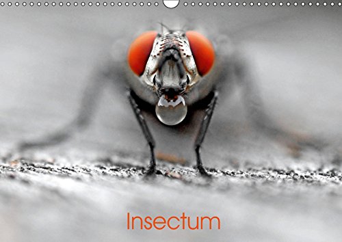 Insectum (Calendrier mural 2019 DIN A3 horizontal): Le monde fantastique des insectes (Calendrier mensuel, 14 Pages ) (Calvendo Nature) Film, Art & Culture